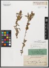 Foto von Salix triandra subsp. amygdalina (L.) Schübl. & G. Martens